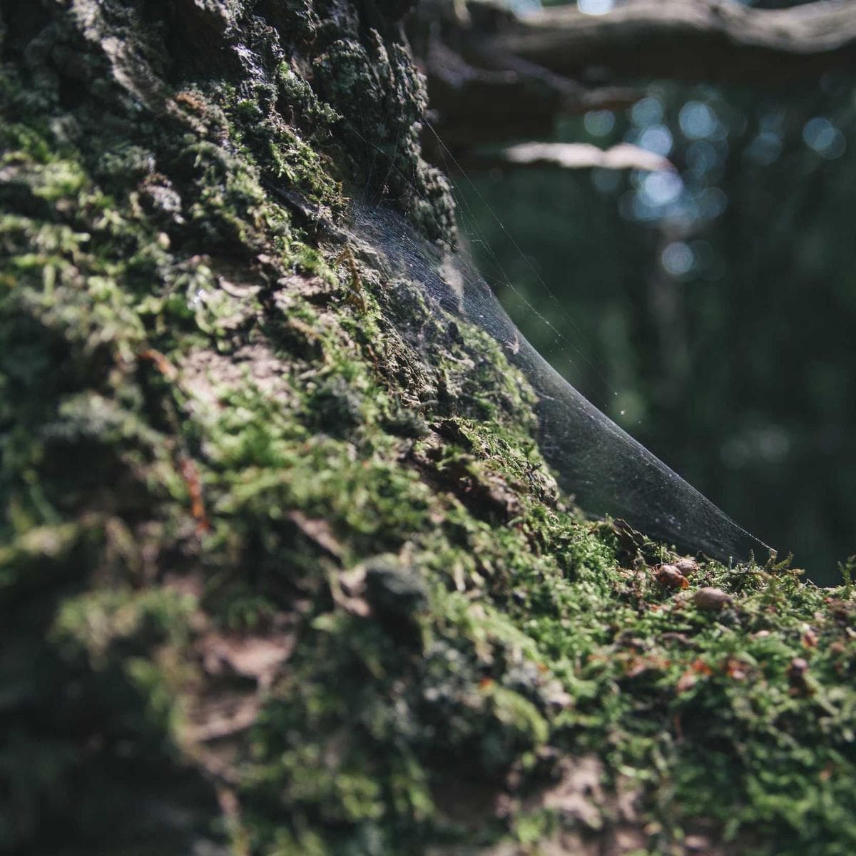 Apple iPhone 15 — 2