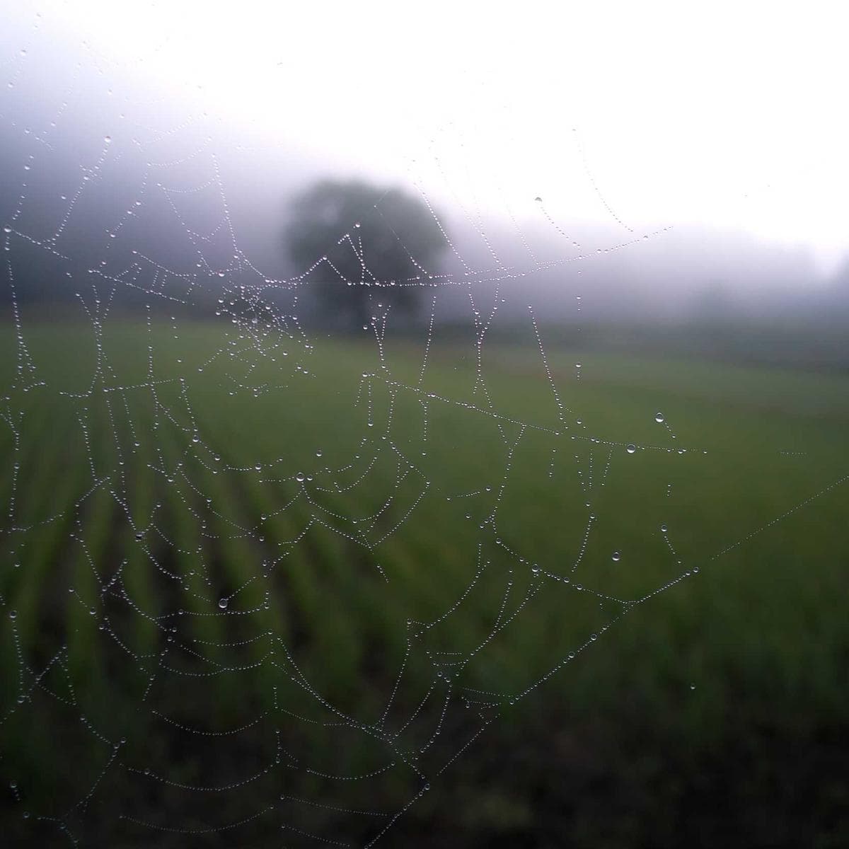 Apple iPhone 15 — 2