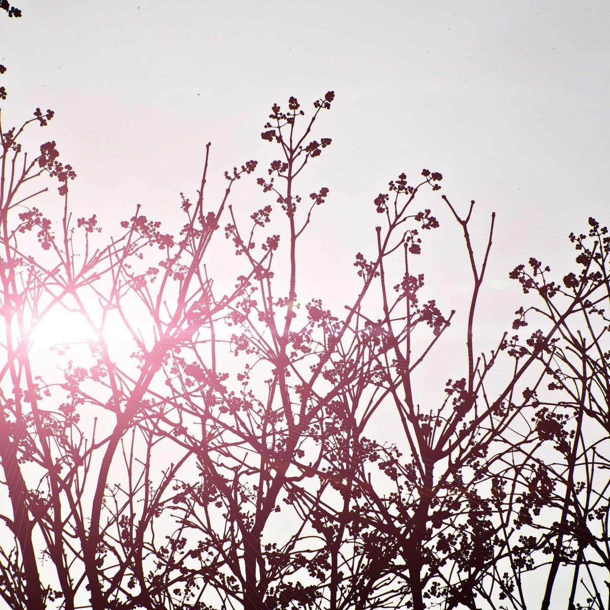 Cecotec Robot aspirador Conga 2499