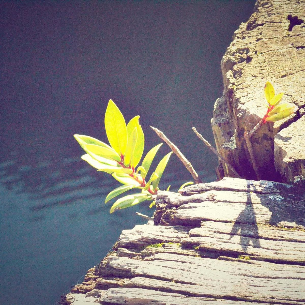 Cecotec Robot aspirador Conga 2499 — 3