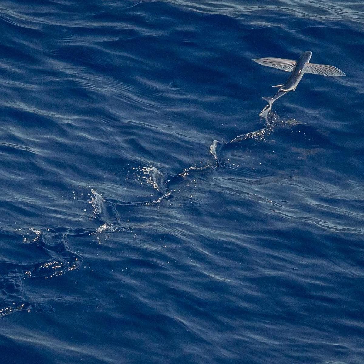 Cecotec Robot aspirador Conga 2499