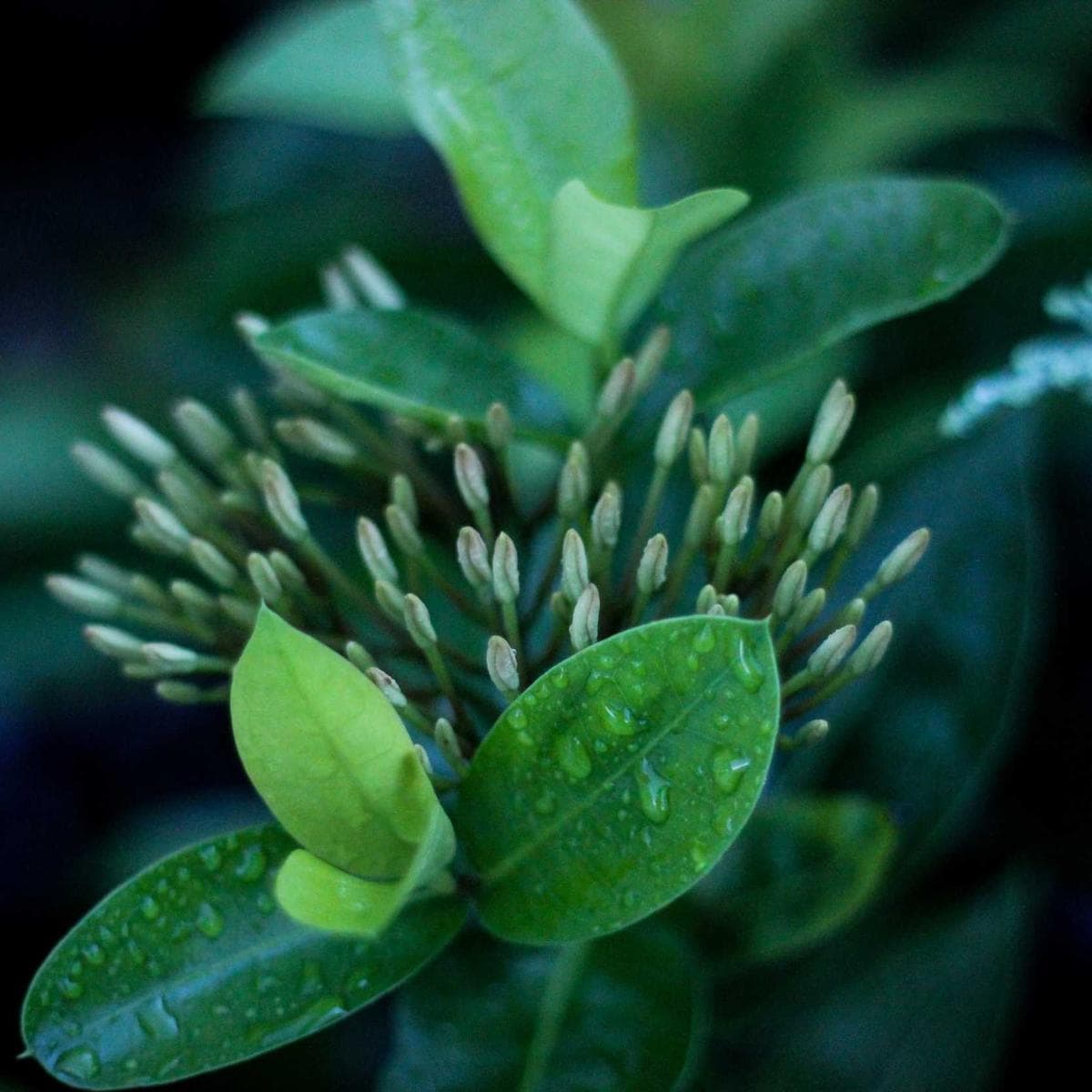 Cecotec Robot aspirador Conga 2499 — 3