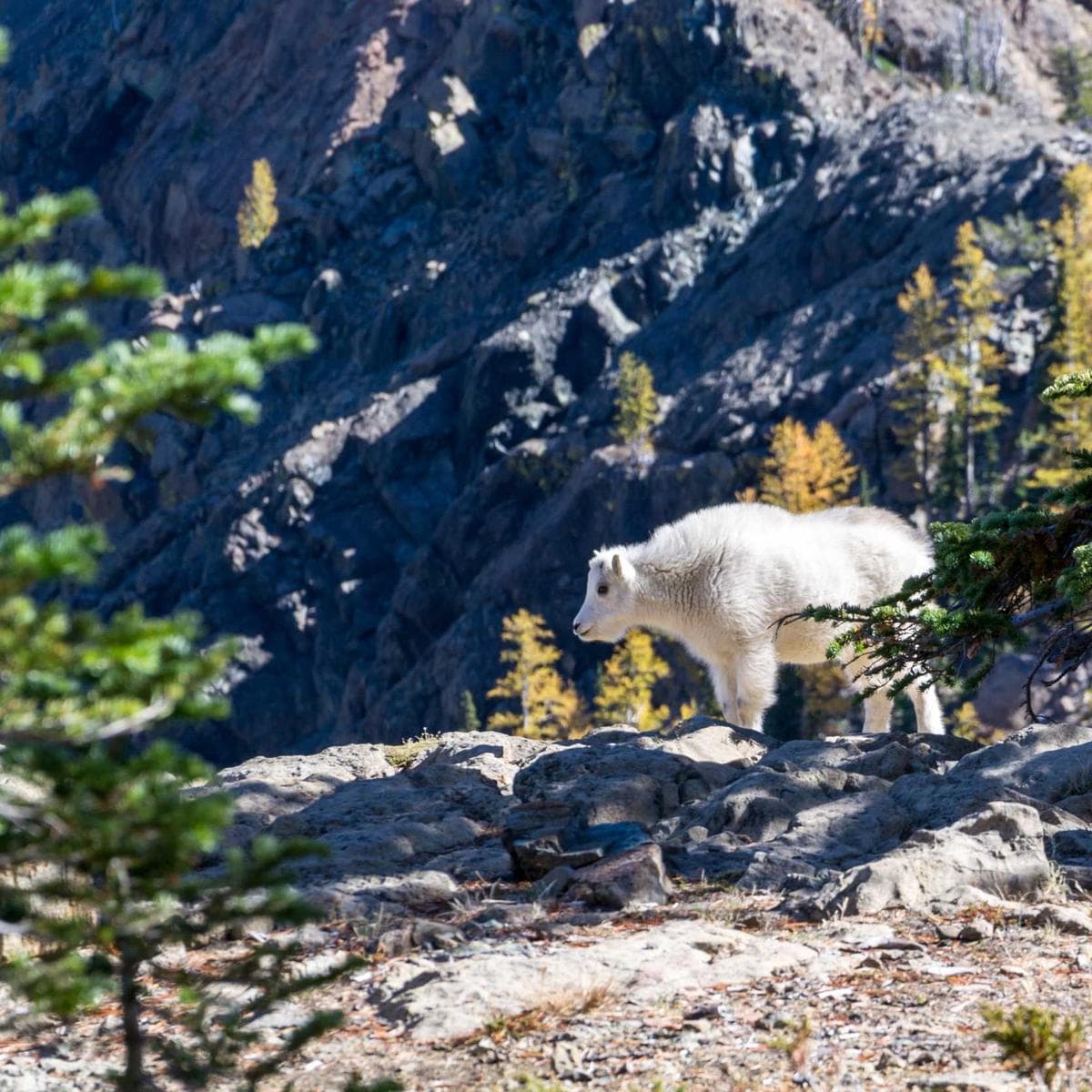 JBL Auriculares Tune 720BT