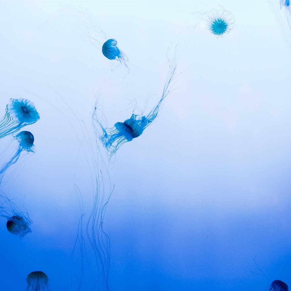 Microsoft Xbox Series X