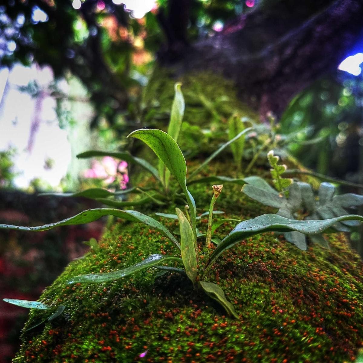 Philips Freidora de aire Essential XL — 3